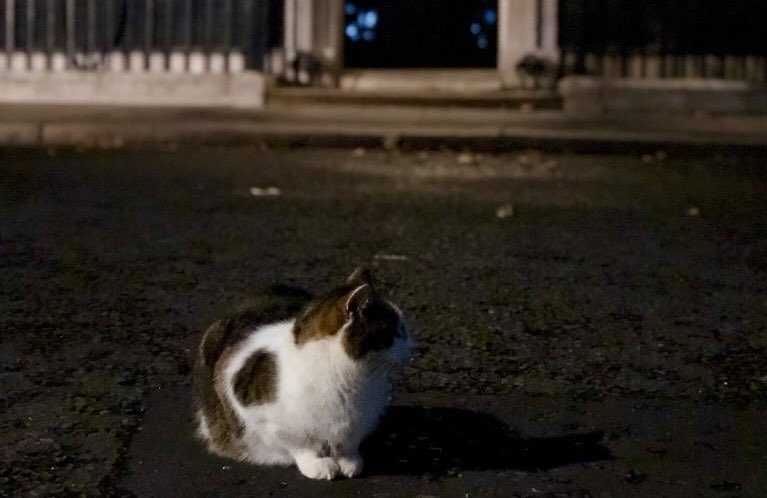 Number10cat's tweet photo. #GetLarryAMoon https://t.co/K0Z2pUc38d