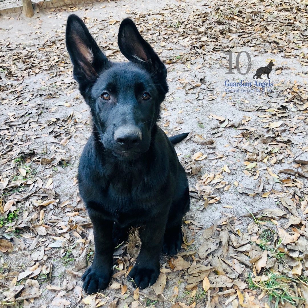 MediServiceDogs's tweet photo. #EarsUp it's #FurryFriday!!๐
This future Super #ServiceDog is so focused - he knows playtime is almost here!๐๐พ#ThrowThatBall
#Love #GSD #ServiceDogs #DogTwitter https://t.co/4uJgEQhoc0