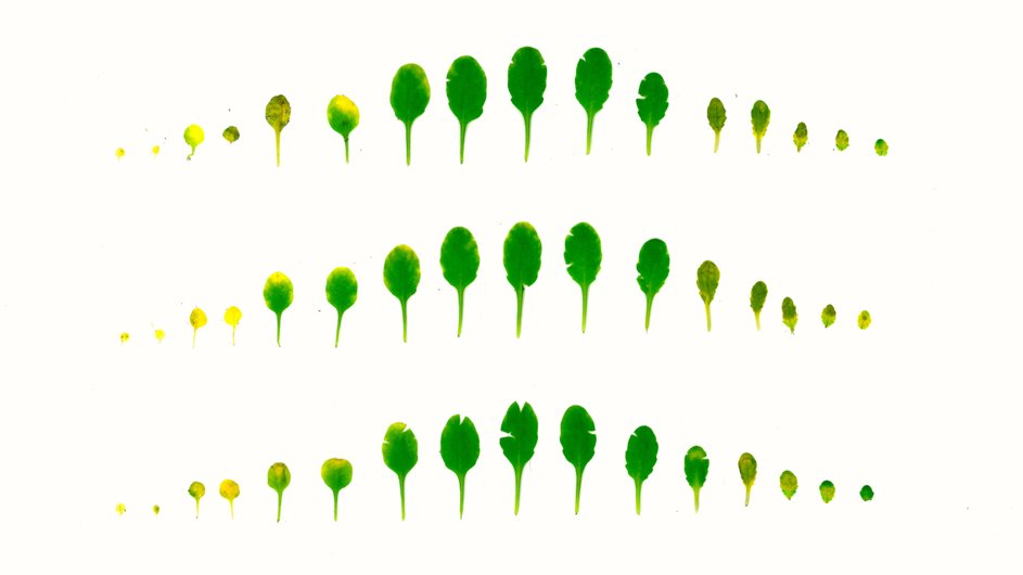 pintofscienceAT's tweet photo. ‘50 shades of green’ by my lab-college @floriscientia. The greener the better! #bioresat https://t.co/zuRUtNn0aI