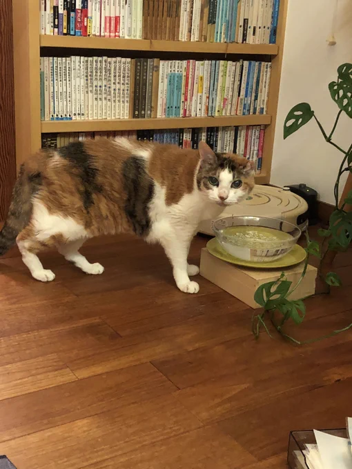 こんな夜中に猫にキッと見られる。もう寝ちゃお。 