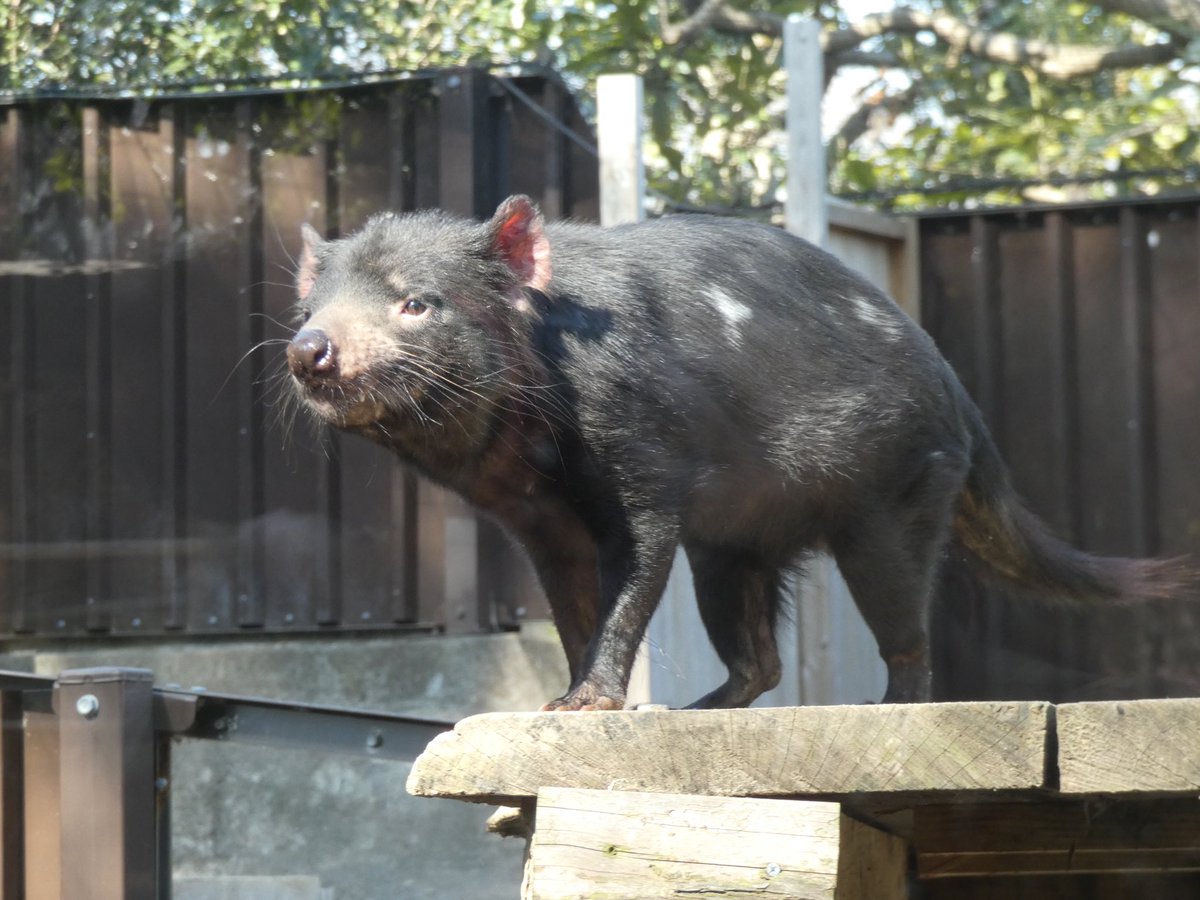 きいろ 1004安打 タスマニアデビルかわいいよ タスマニアデビル 多摩動物公園