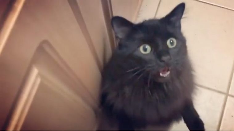 ThursdayShoots's tweet photo. Hey @AlamoNYC, are you ready for #CatVideoFest2020? Leeloo is! And so are we, now that we stocked up on Claritin-D. #weresuperallergic 
Tickets: https://t.co/B08lH6MPDL @CatVideoFest https://t.co/3Vu2cLpQ8o