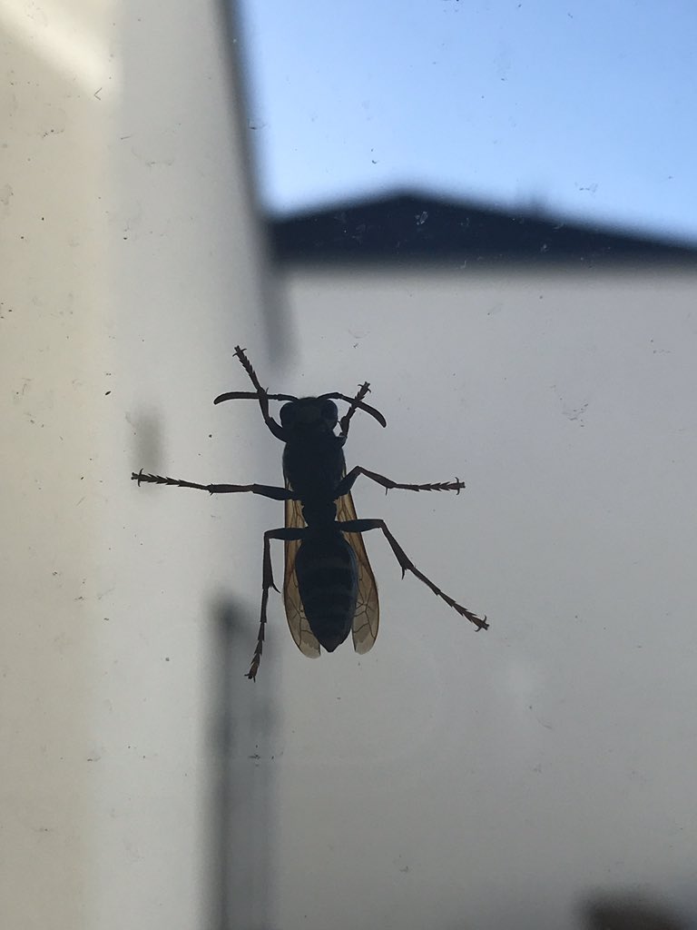 Ende Februar: Sollte es jetzt schon Wespen 🐝 geben? Und nein: Sie klebt nicht seit letztem Jahr dort 😅. <a href="/BR24/">BR24</a> <a href="/BR24/">BR24</a>