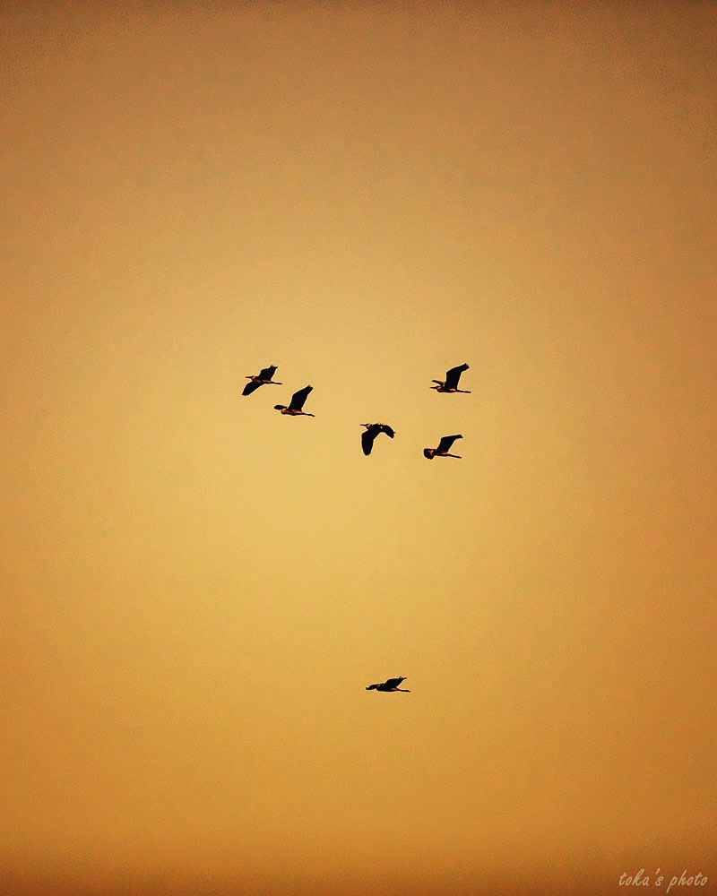 toka_s_photo's tweet photo. 『夕鷺』
#東京 #夕暮れ #サギ #鷺 #写真 #写真家 #写真好きな人と繋がりたい #キヤノン #東京カメラ部 #instagram #instagramjapan #photo #photograph #photographer #photography #canon #sunset #hron #bird #tokyo #team_jp_ https://t.co/UDKaX0AcuP