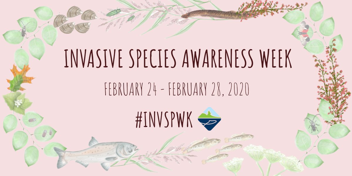 3 MORE DAYS UNTIL INVASIVE SPECIES AWARENESS WEEK!

📣 Join us beginning Monday February 24 to Friday February 28 and be ready to spread the word about all things #invasivespecies!

Follow along using #InvSpWk 🍁