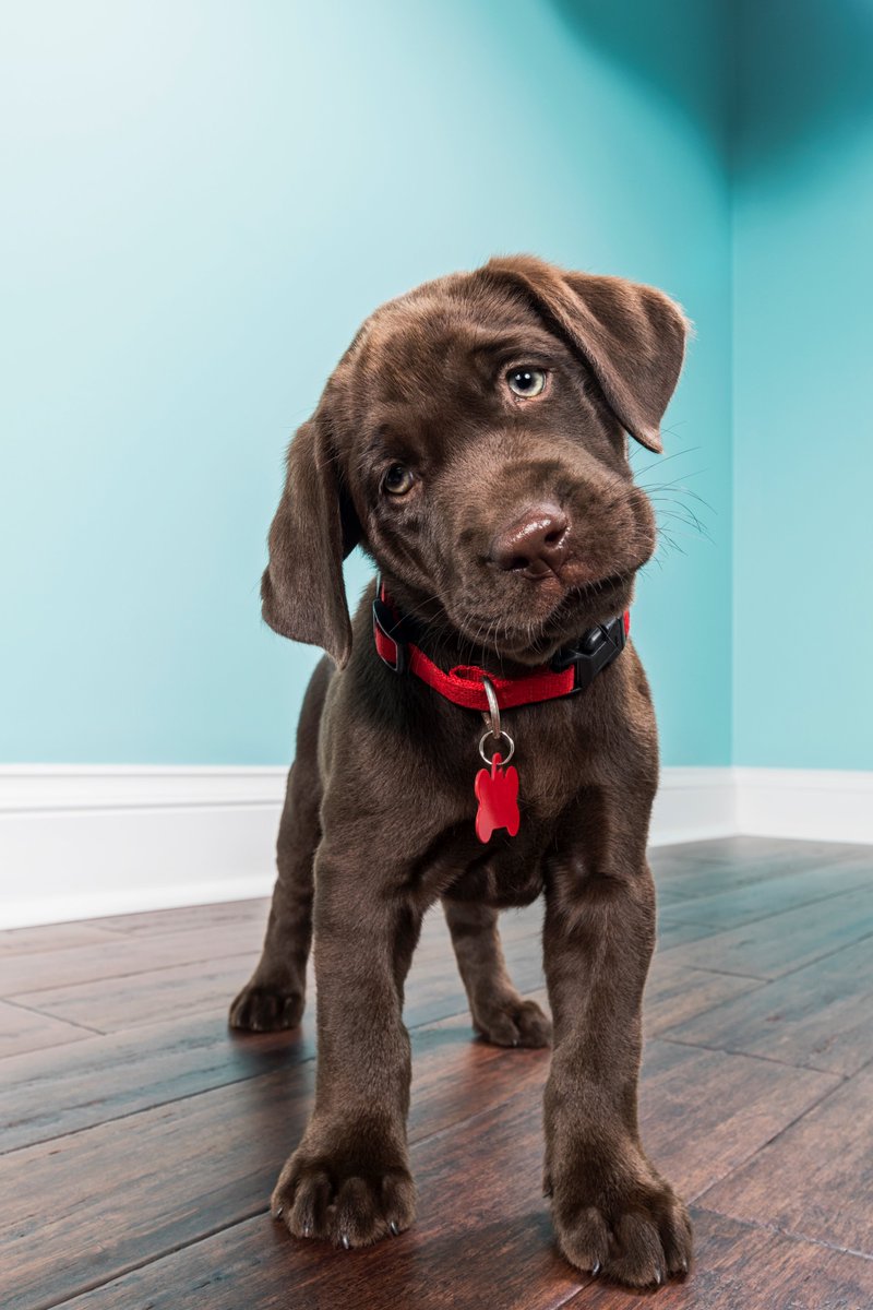 JodieWidaseck's tweet image. Looking for a pet friendly building? We’ve got you! Contact our offices and we will provide you with a list of Furry Friendly Buildings in your area of interest. #youarenotmovingwithouthim #mynextmove #myfirstpuppy #whatsyournextmove