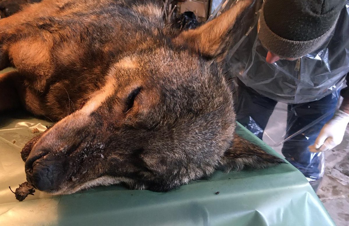 Ancora un #lupo morto, ancora spargimento di esche avvelenate nel <a href="/Parcoabruzzo/">Parco Abruzzo</a>. Presto un convegno organizzato da <a href="/lifemircolupo/">mircolupo</a> anche su questa problematica, che rappresenta una causa di morte importante per la fauna. Un crimine da contrastare.

ilpattotradito.it/lupo-ucciso-co…
