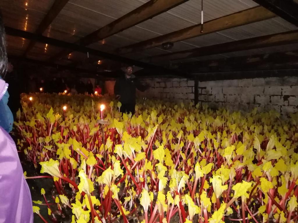 mafleen's tweet image. Tour and talk in Oldroyds rhubarb farm. #facinating #rhubarbfest