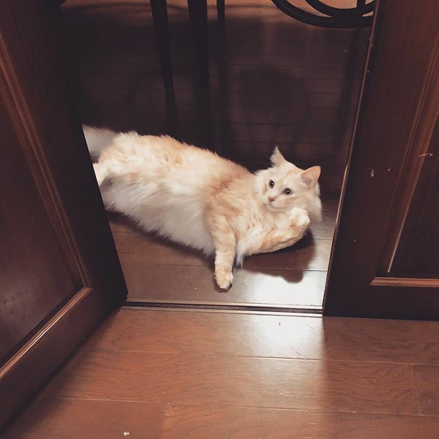 caracatcafe's tweet photo. ぐっないベイビーダール♪
#だーくん
#保護猫
#ねこのいる暮らし #ねこのいる生活
#cat #catsofinstagram #instacat #sweetcatshub
#猫 #ねこ #ネコ #猫カフェ #caracatcafe #箕面 #北摂
#cccs05d https://t.co/13Hyf9ShWq