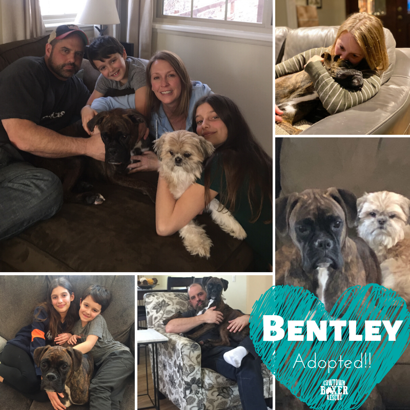 CowtownBoxerRes's tweet photo. ADOPTION CELEBRATION: Bentley Bear has found his forever home! Look at these amazing pictures! We can't tell who is happier...Bentley, Mom &amp; Dad, the kids or Moose, his new fur brother! #CBRAlumniBentley #WeSaveLives #AnotherHappyFamily https://t.co/5ii1umtFSB