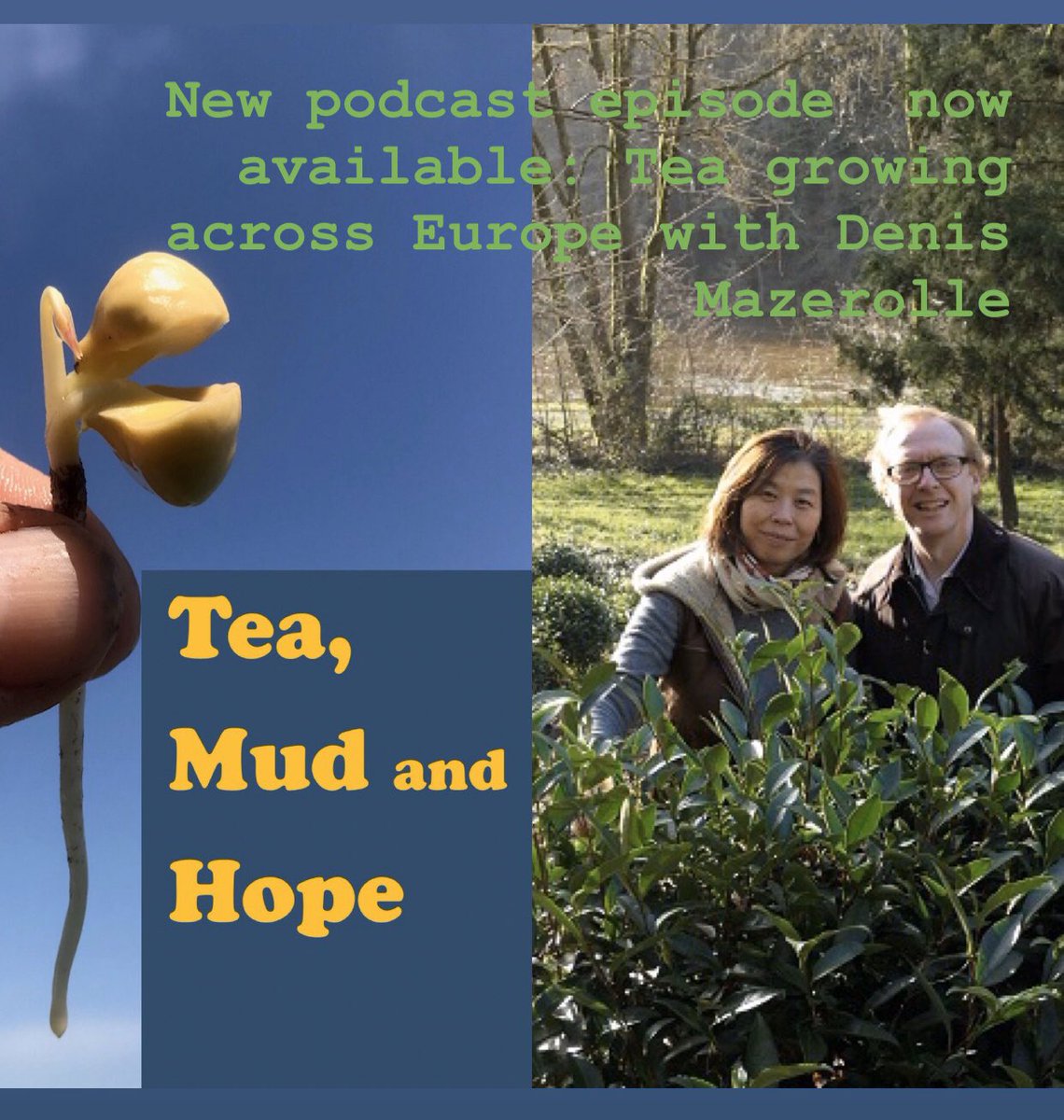 windyhollowscot's tweet photo. Tea geek alert 😊 are you interested in single estate teas grown in Europe? This new #podcast episode 4 of #TeaMudandHope is all about that 🍃with special guest Denis Mazerolle Chair of the Association of Tea Grown in Europe 🌱#tea #teagrowing #botany #camelliasinensis #Europe https://t.co/aRCOc3hKyP
