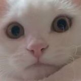 ORBIT0205's tweet photo. 猫の日だもんね！！だから猫にするあたり、もう愛しいしかない

#ヒチョ #猫の日 https://t.co/ZVGO97uBud
