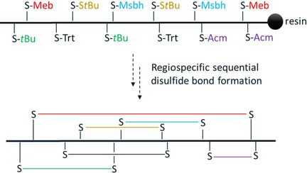 ChemBioChem's tweet photo. Stepwise construction of #disulfides in peptides reviewed (Liu @novonordiskus) https://t.co/KE4IdEv3kb https://t.co/BUmpYMGpdS