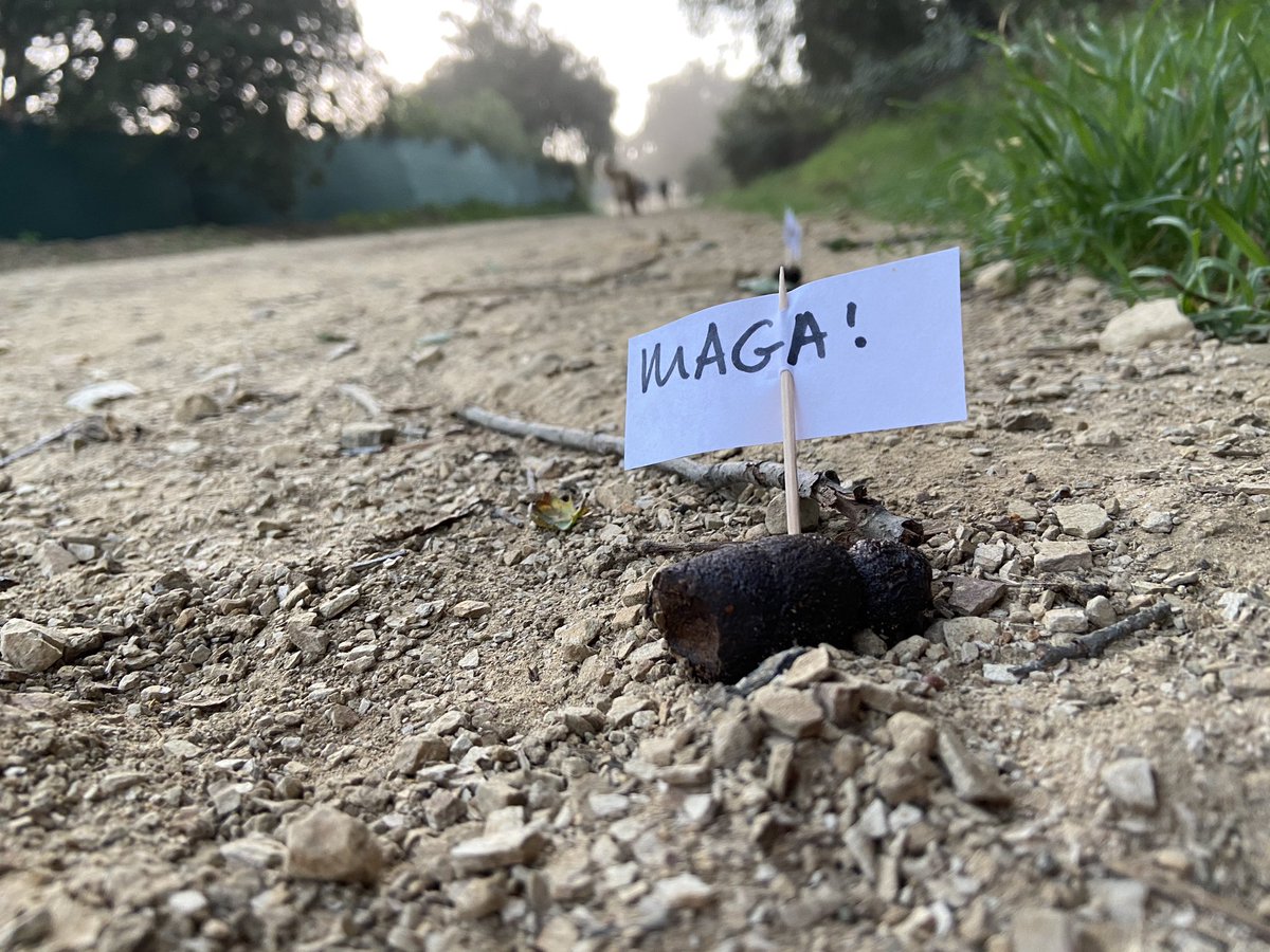 silveraa's tweet photo. I was hiking the other day and I took this picture. There were about a dozen more of these stuck in dog poop on the trail. I’m not sure if this person is pro @Trump or against @Trump but they are 100% hilarious. #magapoop https://t.co/sCedYAIPK4
