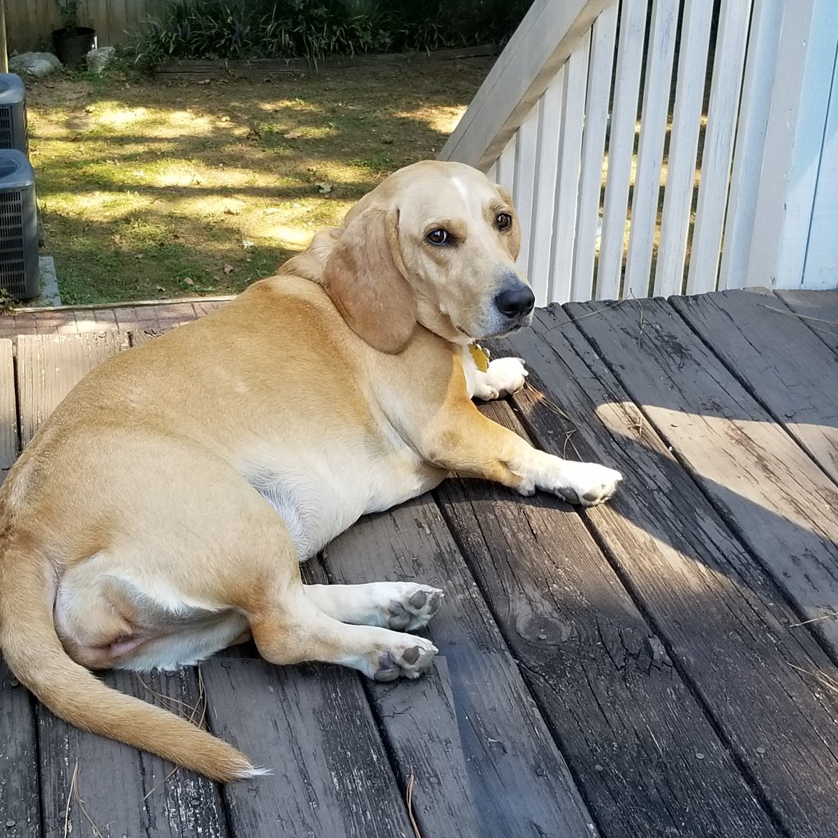 Backpackertrail's tweet image. National Pet Day!!!
Isabella says:
"Got Food "????