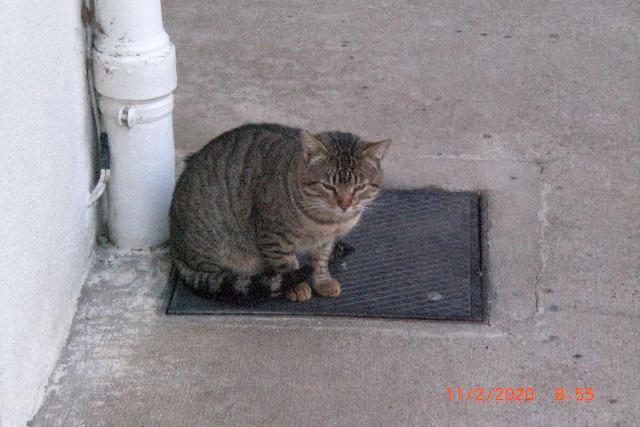 Alerte Animaux Perdu Trouve Chat Brun Tigre Nomme Pas De Nom A Fleurbaix 62 Europeenne T Co Diyqud6wfi Alerte Animaux Perdu Trouve Chat Brun Tigre Nomme Pas De Nom A Fleurbaix 62 Europeenne T Co Diyqud6wfi