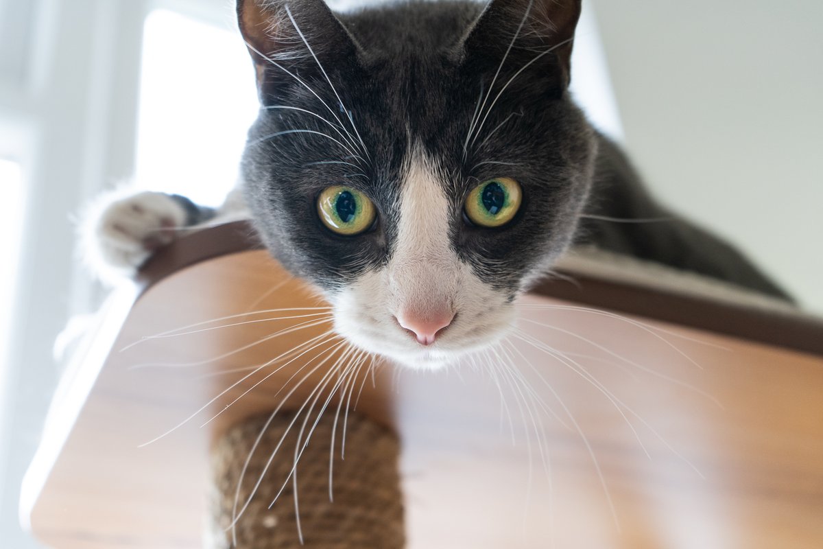 drewm's tweet photo. Someone's being naughty. #pxcat https://t.co/rpn7lpixND