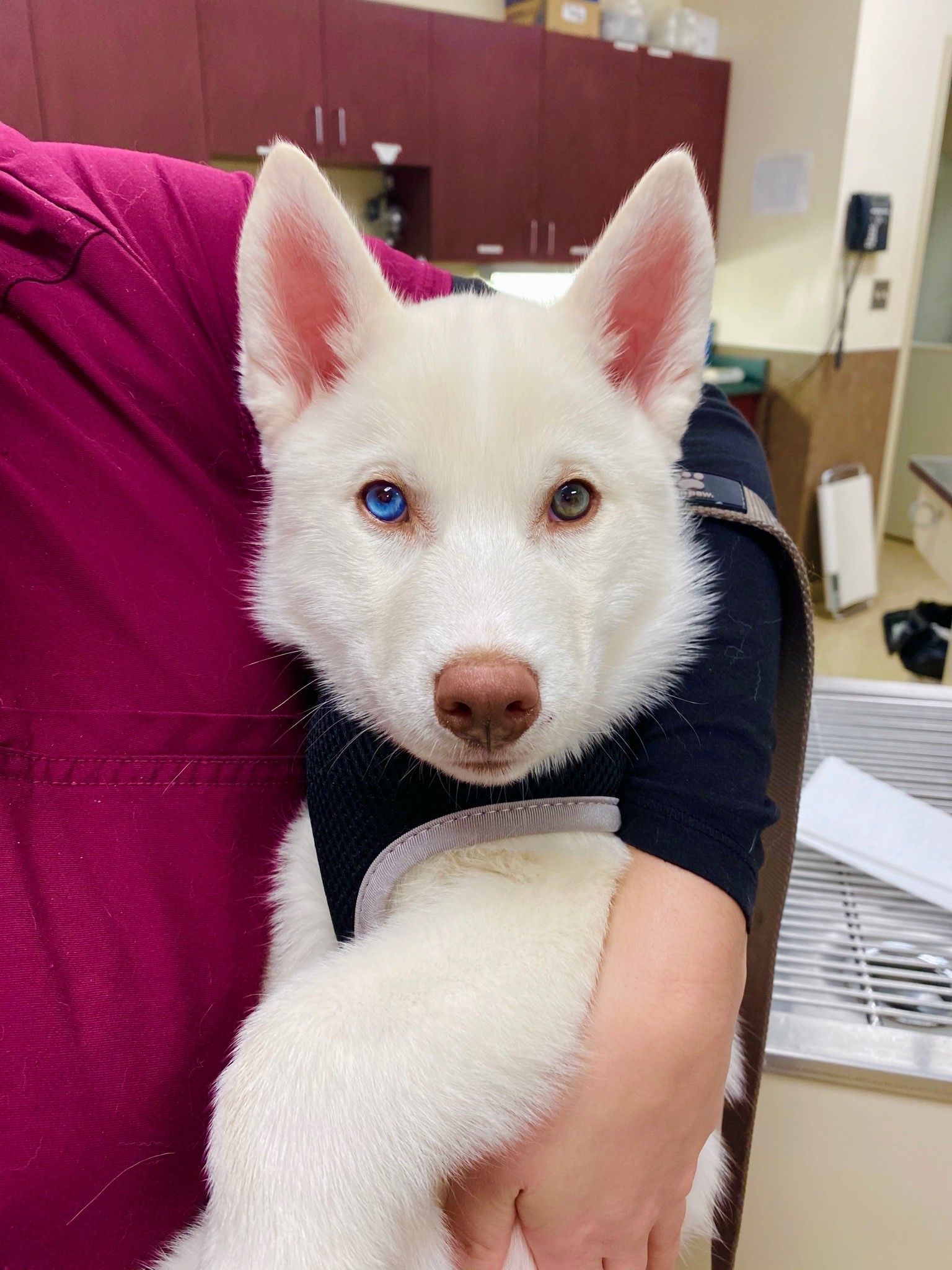 Husky puppies with two different colored eyes 2025