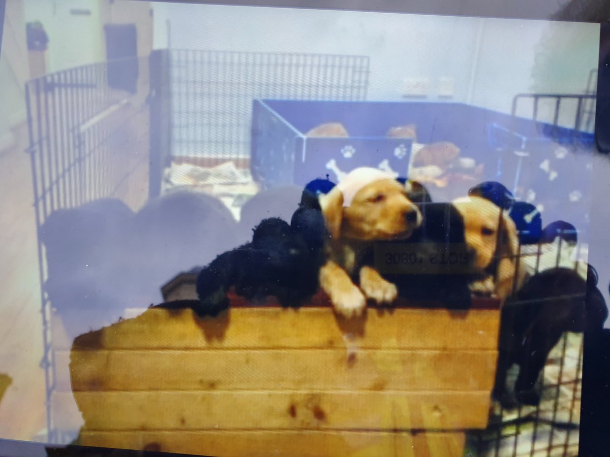 BournvilleWMP's tweet photo. Lovely to bump into Sarah and her mum in Stirchley. We got a Friday treat...lovely pictures of the guide dog puppies they are caring for 🐶🐶🐶😎👍 #communityengagement #guidedogs https://t.co/XpXLoYZs7z