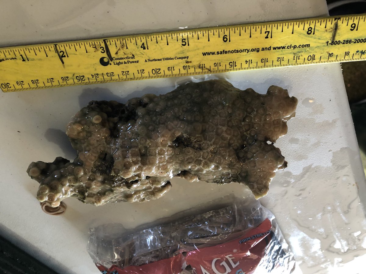 SeanPGrace's tweet photo. Awesome collection dive and processing with @TylerHarman9 who drove all the way from Michigan yesterday to collect today in Rhode Island! #greatgradstudents #garagescience #astrangiathings https://t.co/IDxEK4tOZo