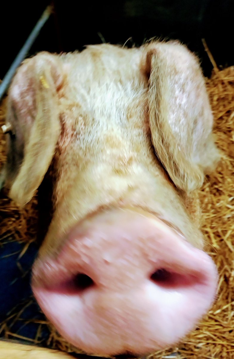 InPoetsShoes's tweet photo. "Something Like A Phenomenon"
#york
#farm
#pigglets https://t.co/xpneZ1f4EQ