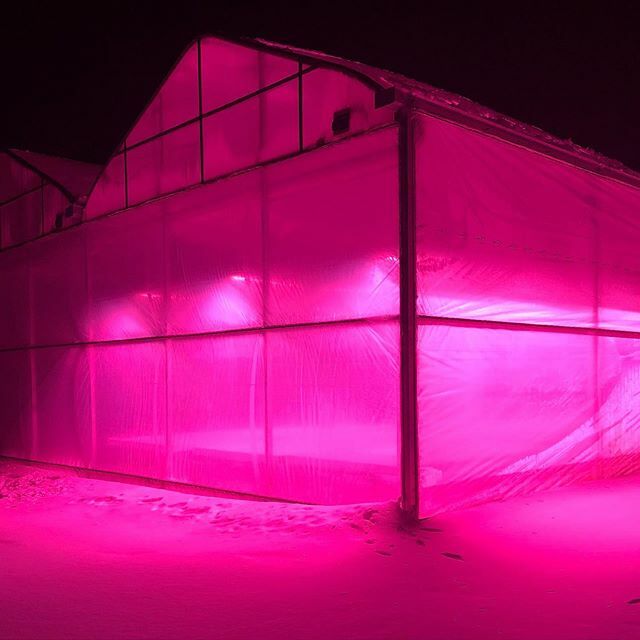 vanstoneplants's tweet photo. If you drive by at night and see a pink glow, we’re not storing UFO’s. It’s just the growing lights in the greenhouse! https://t.co/oZdYd3YdAE