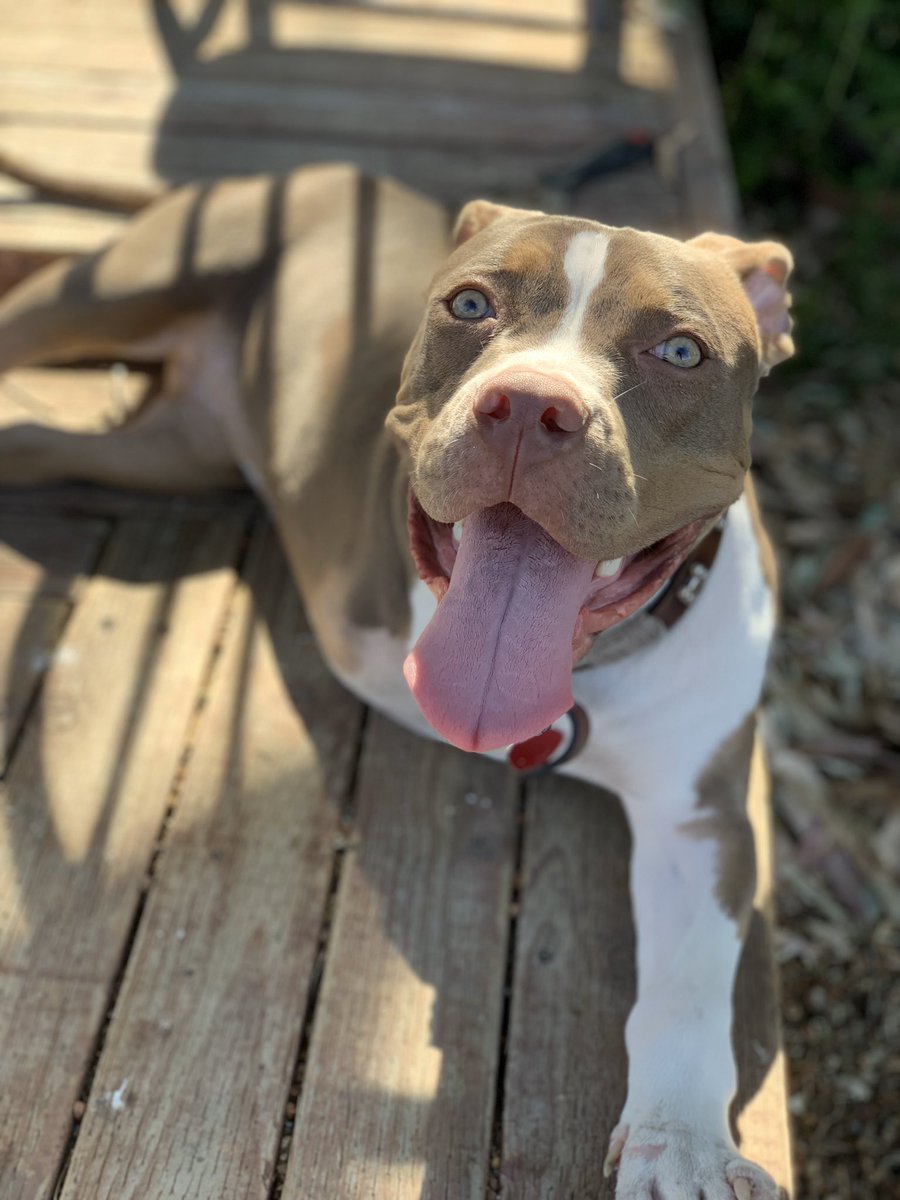 This is Skye. She was thrown from a moving vehicle and abandoned as a puppy. She ended up losing her front right leg and her front left leg never healed properly. Surgery would give her a chance at walking on her own one day. You can help her below. 13/10

gofundme.com/f/pleasehelpsk…
