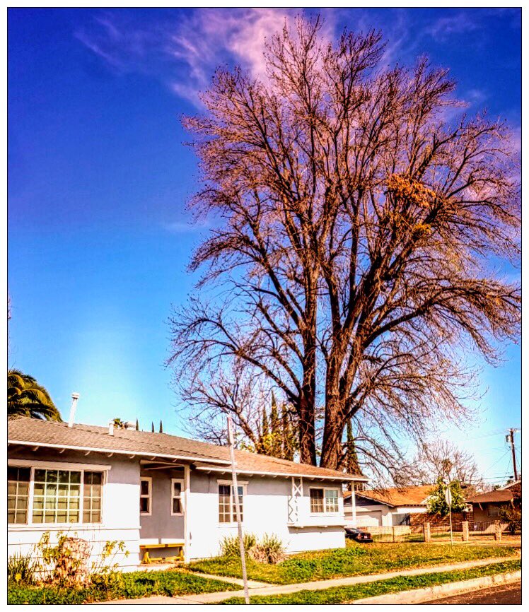 richardgreenla's tweet photo. LA seems to have unique trees on many streets. Massive Tree , Small 🏠
.
.
.
#vibegramz #earthshotz #outdooradventures #solotravelingisfun #la #massivetrees #global4nature #awesomeglobe #naturephotography #lacphoto #richardgreenla #shooters #trees #treesofinstagram #latrees https://t.co/cI4Y6QAbis