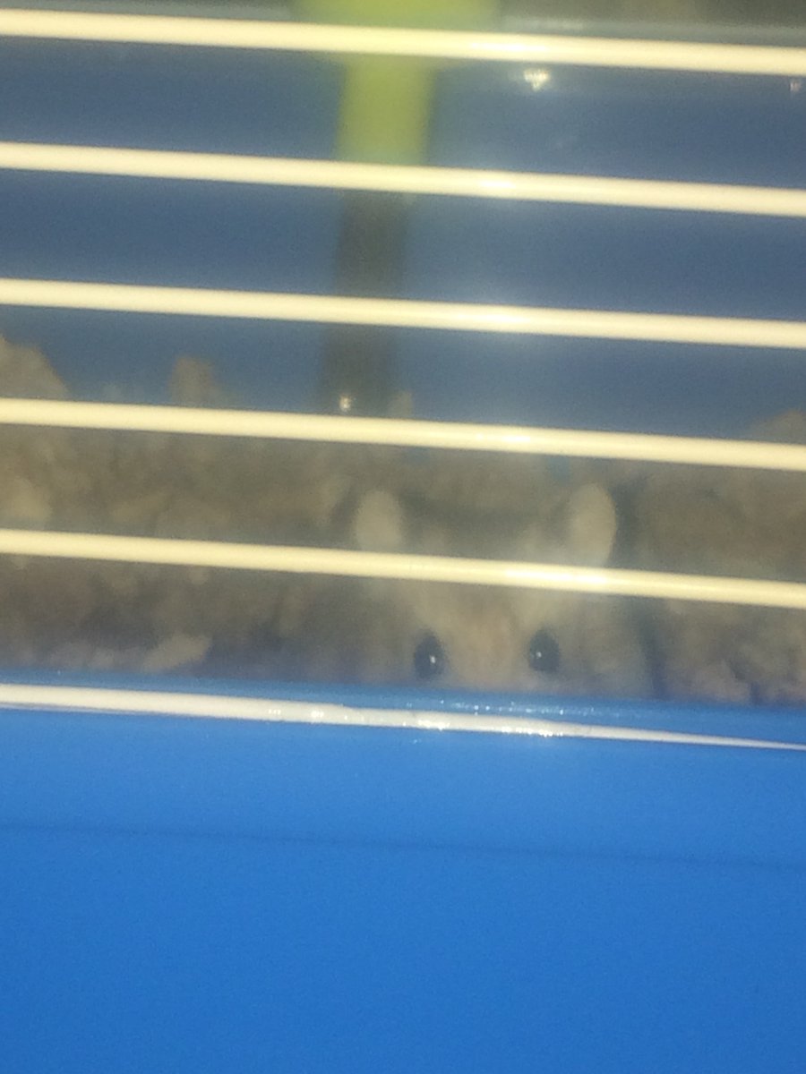 Daniell44464057's tweet photo. @natgeowild @DrPol Midnight the cat passed away, don’t have a pic of Jango our gray cat and the hamster is our newest member and her name is Daisy and we love watching @Docpol #Docpol https://t.co/CTHtfKSnad