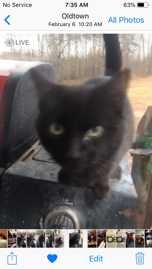 Daniell44464057's tweet photo. @natgeowild @DrPol Midnight the cat passed away, don’t have a pic of Jango our gray cat and the hamster is our newest member and her name is Daisy and we love watching @Docpol #Docpol https://t.co/CTHtfKSnad