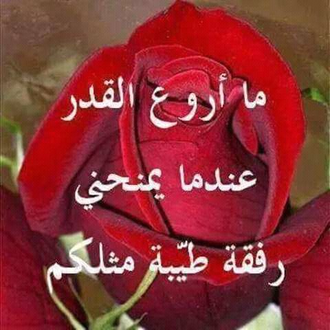 كاين ناس صحبتهم عجب
وكاين ناس صحبتهم تعب
 وكاين ناس صحبتهم جرب
وكاين ناس صحبتهم اغلى من الذهب