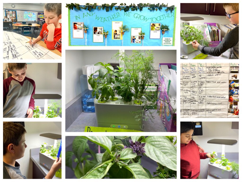 In any weather we grow together! ⁦<a href="/AeroGarden/">AeroGarden</a>⁩ ⁦<a href="/WindsorWildcats/">WindsorWildcats</a>⁩