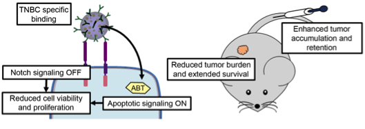 Just accepted! Check out @TheDayLab's latest paper in @acsnano describing antibody/drug nanocarriers to treat triple-negative breast cancer! Congrats @DanielleValcou2 @meganndang and @mackenziescull3 for your beautiful study! pubs.acs.org/doi/10.1021/ac…