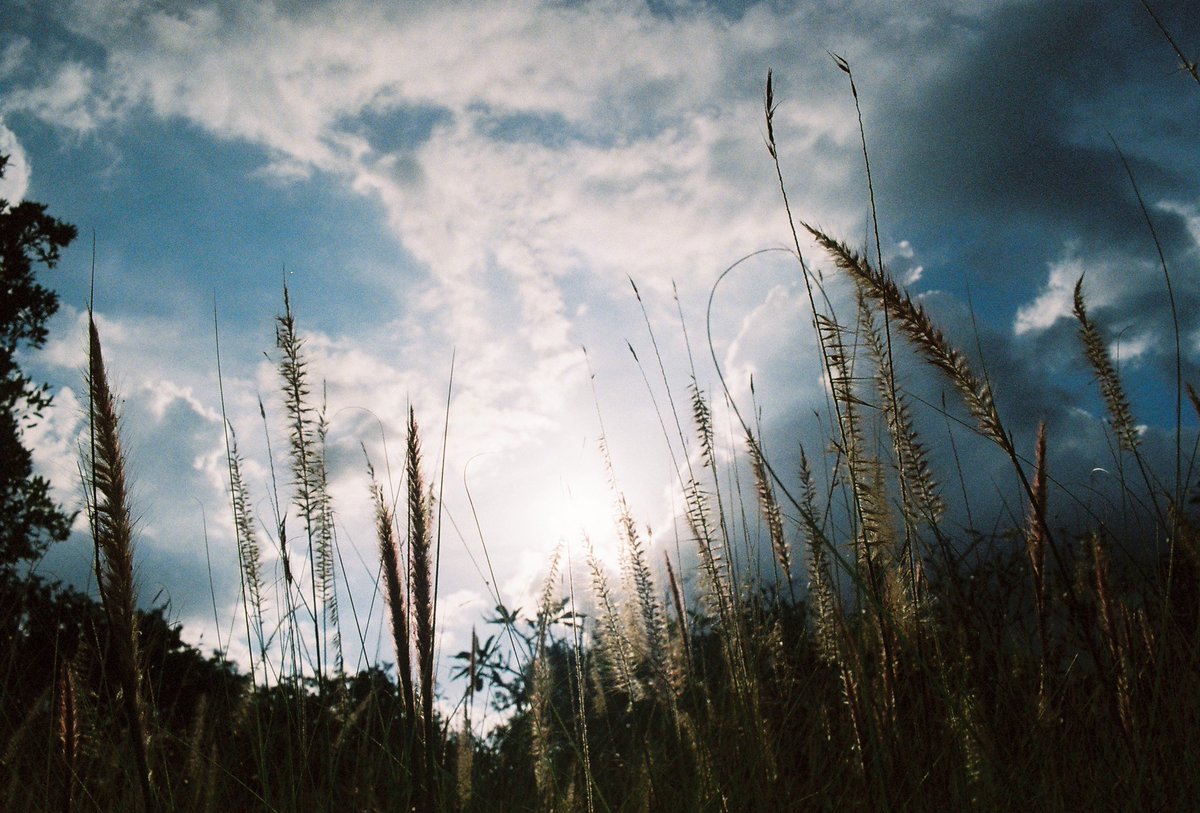 merxds's tweet photo. 🌾🍃
Camera : #nikonfe2
📸 : #dstography
#กล้องฟิล์ม #ฟิล์ม
#filmphotography #film https://t.co/JvMxpU74s1