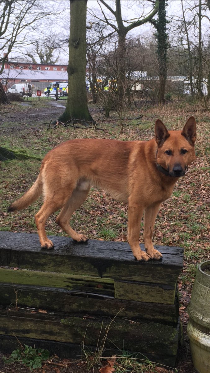 LancsPolDogUnit's tweet photo. PD Harv started his shift assisting @ChorleyPolice by attending a report of a burglary that occurred in the early hours. His presence paid off when he located several stolen items of monetary and sentimental value, and was able to reunite them with the owner. #Team2IR #Team2dogs https://t.co/OgJtVvZMqA