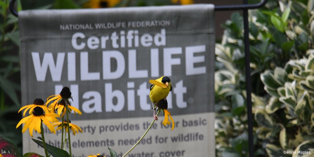 NWF's tweet image. Dr. Doug Tallamy, entomologist and science partner with the @NWF Native Plant Finder, has called for each American landowner to convert 1/2 their yard to productive native plant communities in his new book, "Nature’s Best Hope." 

We applaud his #Garden4Wildlife leadership!🌱