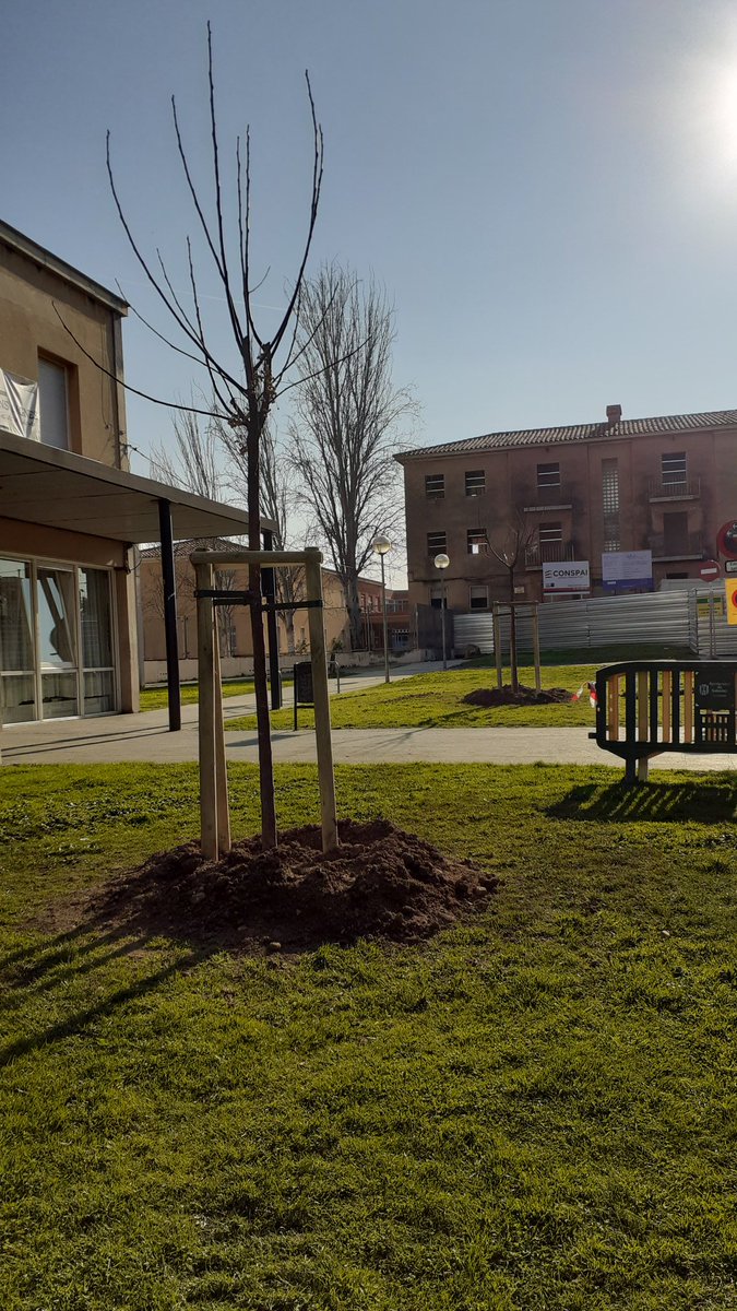 didacmedinasbd's tweet photo. 🌳El "pla de l'arbrat" continua el seu camí, davant la seu del #Districte3 (Centre Cívic de Ca n'Oriac) s'han replantat dues espècies.
#MilloremSabadell https://t.co/GpmTciz6TL