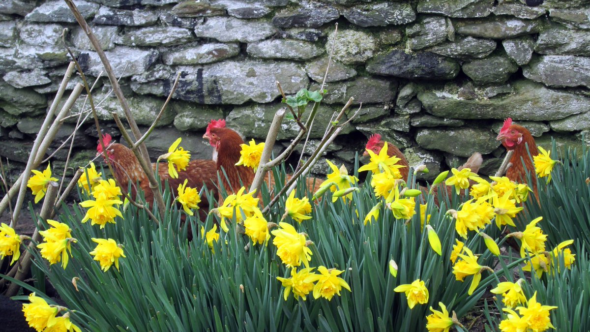 fhayesmccoy's tweet photo. What do you mean you couldn't see them?
#DinglePeninsula #writerslife #SpringIsComing #ReallyItIs https://t.co/IiN95eEtJu