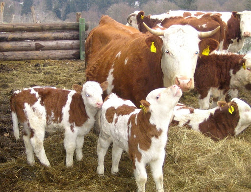 How to Make Dairy Cow Breeding?

hatkocowmats.com/how-to-make-da…

#dairycowbreeding #cowmats #rubbercowmats