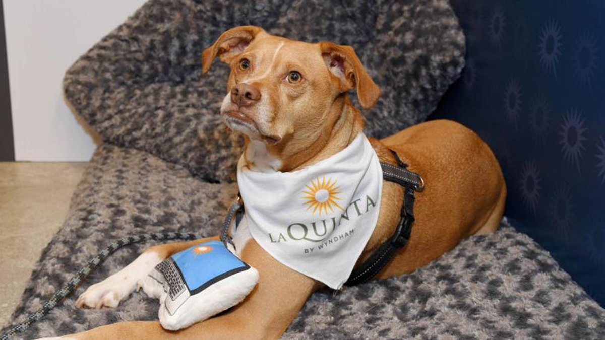 Every dog (and cat) has its day, and we hope you spend it with us. Check out all the pet-friendly <a href="/LQ/">La Quinta by Wyndham</a> properties, and the barking-good savings members have, like stay twice, earn a FREE NIGHT at thousands of Wyndham Rewards Hotels (plus 15% off)! Book now: bit.ly/2PdW7Ip