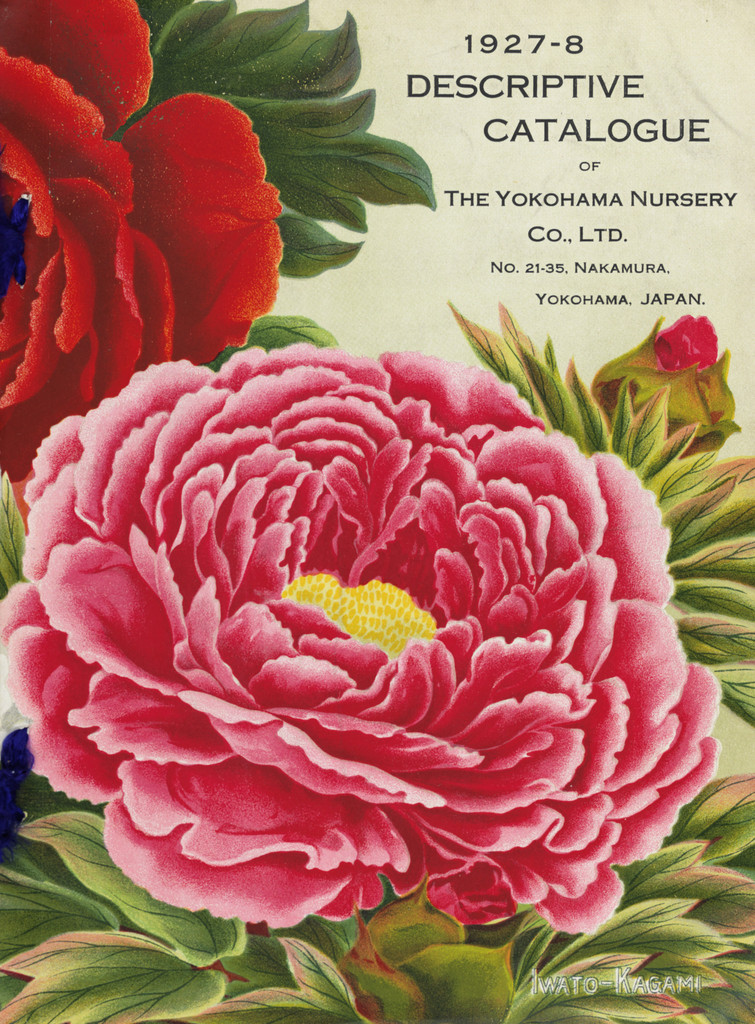 RHSLibraries's tweet photo. Some of our stunning collections can be viewed via Google Arts and Culture, including beautiful artwork from our collection of Yokohama Nursery catalogues: https://t.co/3EWZcoH3PK
#SpecialCollections https://t.co/6piPcFK68X