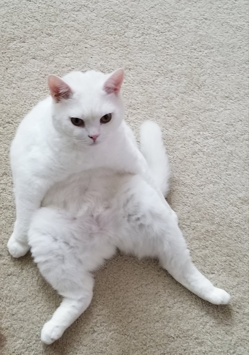 LoriPinsonFOX2's tweet photo. Good Friday! Getting in a workout before work! Eli joining in on the situps! See you at 5p on Fox2! #FridayVibes #workoutcat #britishshorthair #workingwoman @FOX2News https://t.co/dGOZWpdnSq