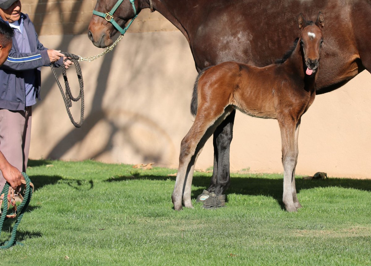 This colt by Conquest Farenheight/Miss Sea Cup has a great sense of humor ;) trying to get a good foal picture can be entertaining! #harrisfarms #harrisranch #thoroughbredfoals #thoroughbred #thoroughbredracing #horsesofinstagram #horses #foals #OTTB