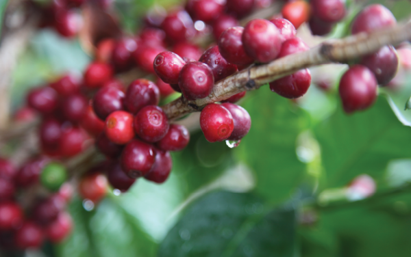 Guatemalacoffee's tweet image. Can coffee production be part of the solution to a water management crisis? bit.ly/2PdvenD