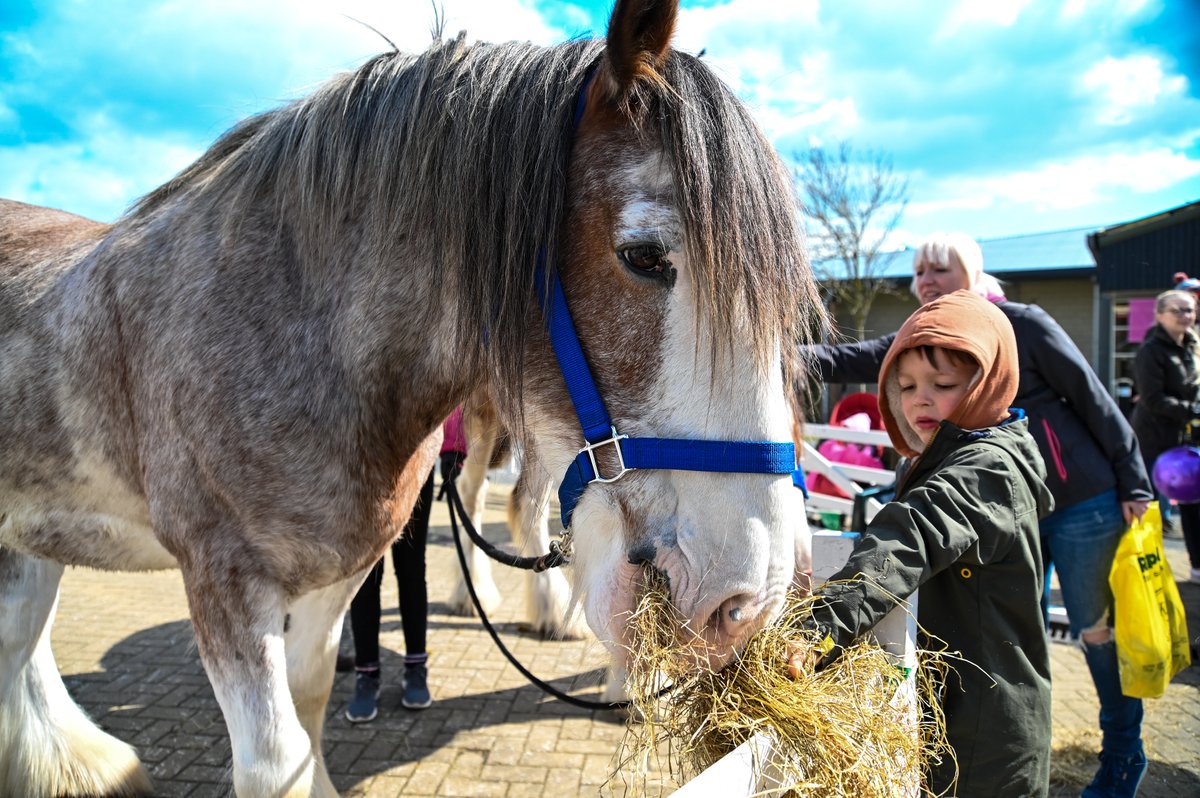 SpringtimeLive's tweet photo. The kids can meet and learn about some of our #British #rarebreeds with our friends from @RBSTrarebreeds at #SpringtimeLive (Sat 28th March) including #horses, #sheep &amp; #goats. All you need is your ticket to get in, all activities are free of charge - https://t.co/uQ96HixQ9H https://t.co/dUmAJPg6yo