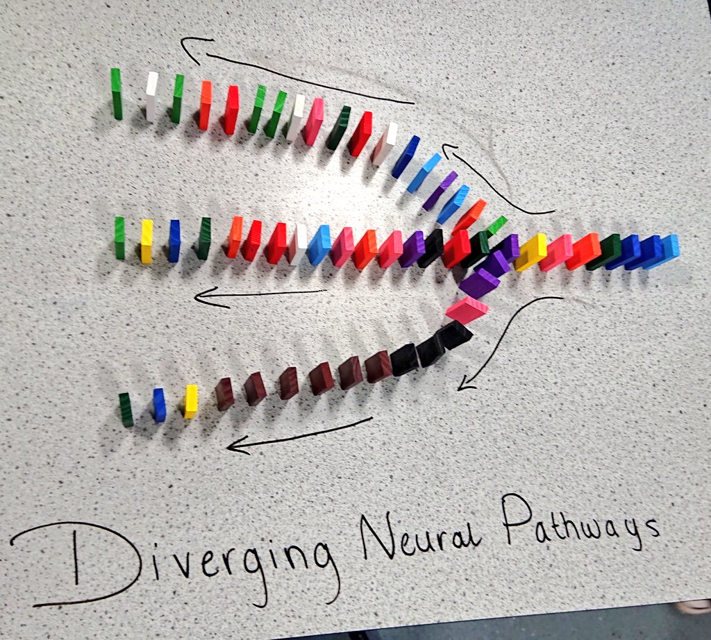 Miss_I_Iqbal's tweet photo. Higher pupils displaying excellent knowledge of #NeuralPathways #unit3 #converging #diverging #reverberating https://t.co/lreSeQxUbO