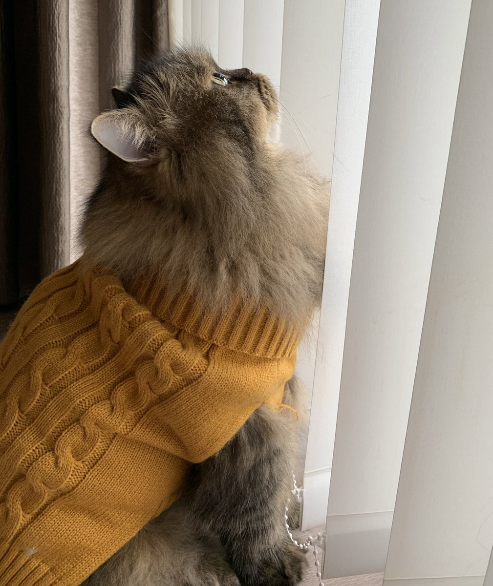 leosdiaries1's tweet photo. Oh great. The jumper is back on again. How do I get out of here? #getmeoutnow #enoughisenough https://t.co/Km4fNcYdmn