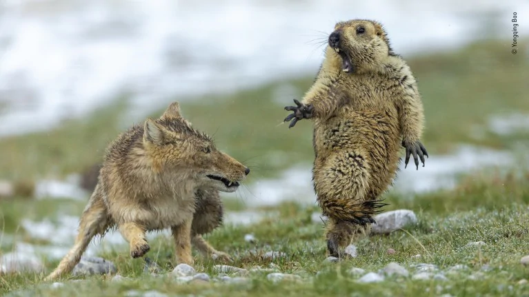A marmot holding court as a wolf is about to attack