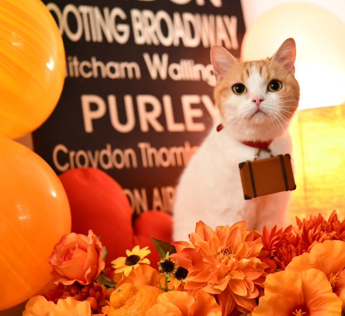 Potojakaさん がハッシュタグ にゃらん をつけたツイート一覧 1 Whotwi グラフィカルtwitter分析