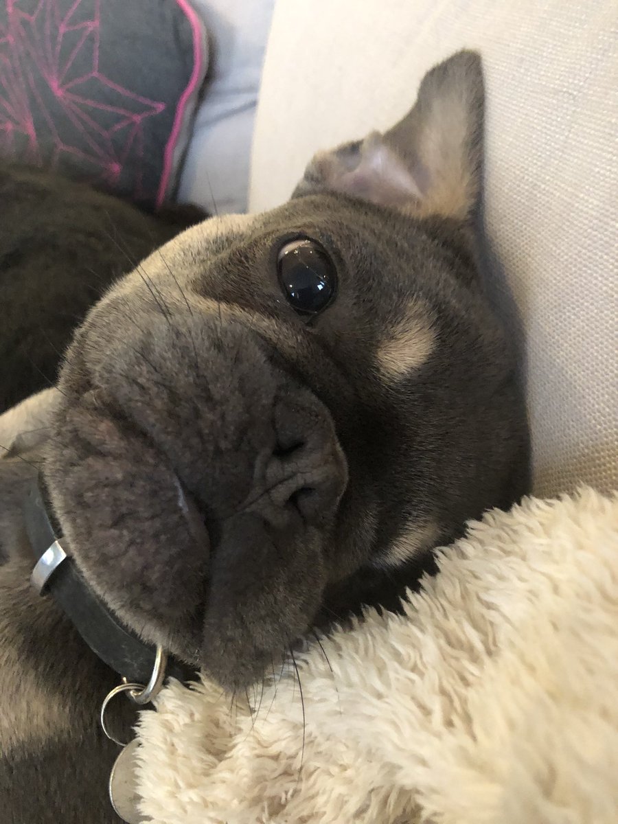kirstymod3's tweet image. Someone is giving me the guilts for going away #frenchbulldog #frenchie #sofasnuggles
